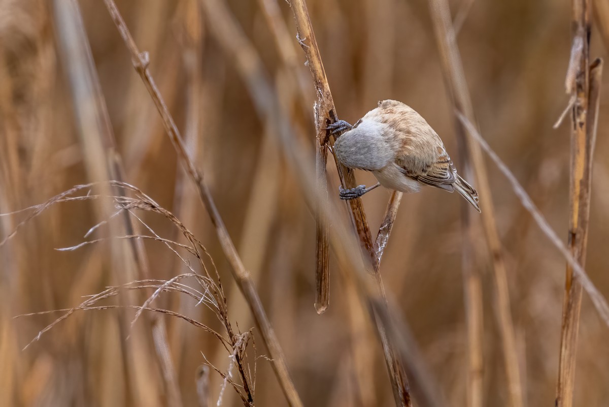 Chinese Penduline-Tit - ML616471814