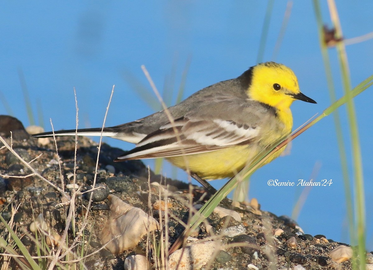 Citrine Wagtail - ML616471826