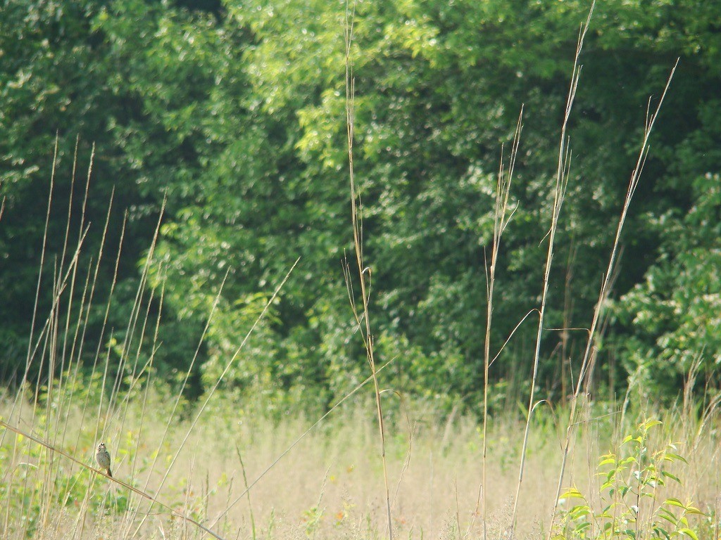 Henslow's Sparrow - ML616471831