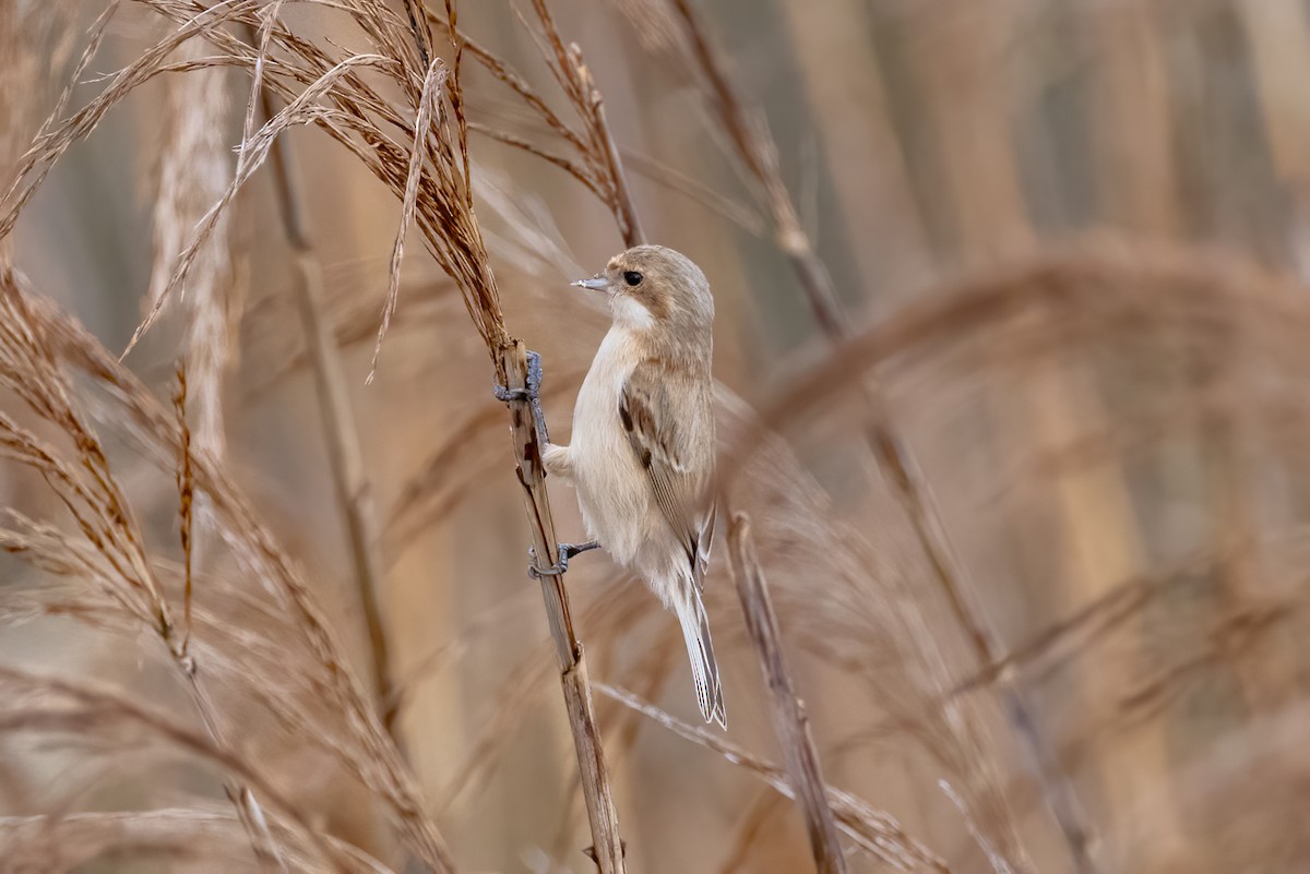 Chinese Penduline-Tit - ML616471837