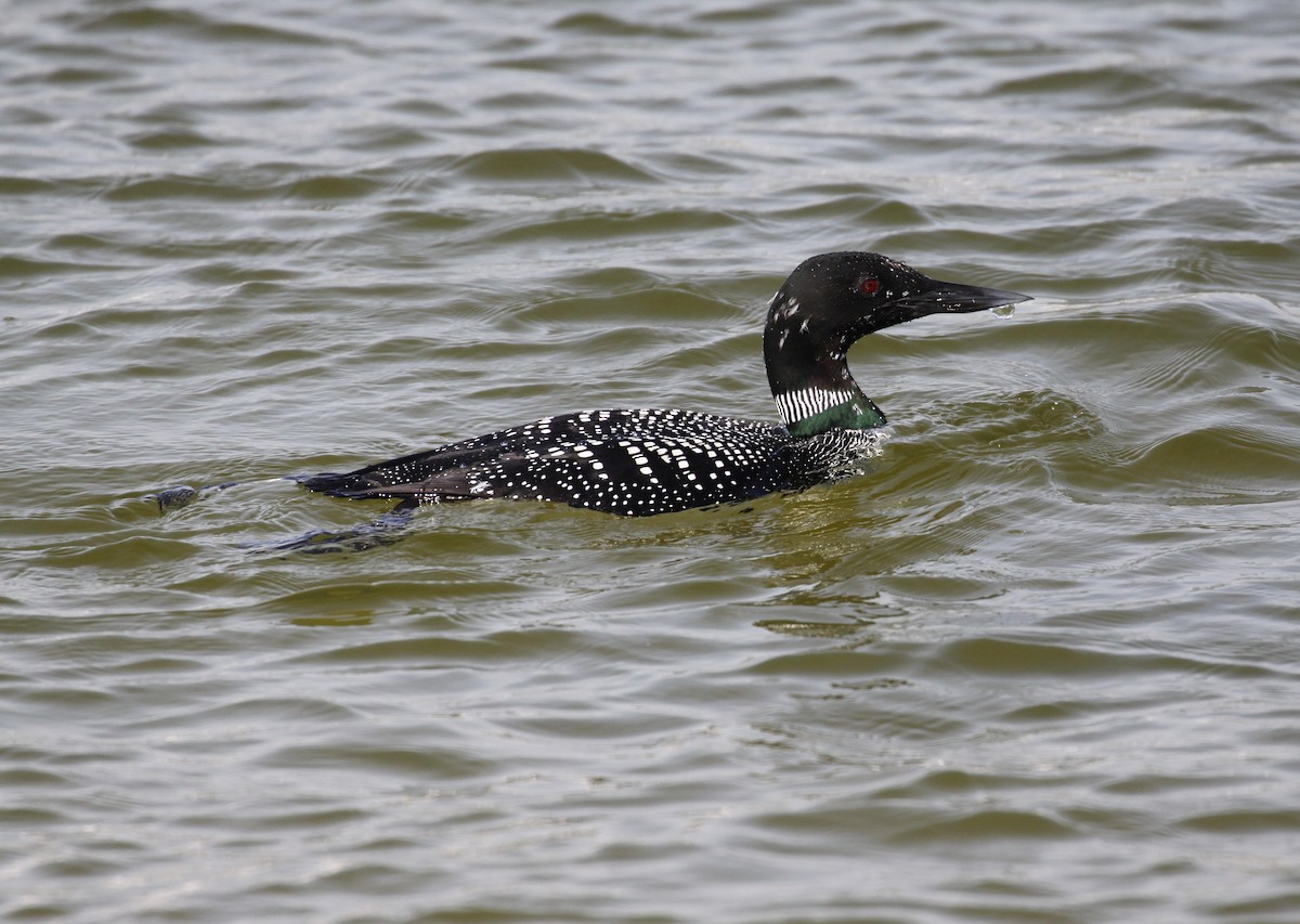 Common Loon - Eric Soehren