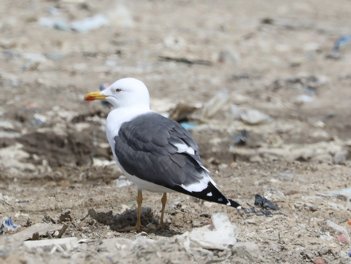 Lesser Black-backed Gull - Chris Hill