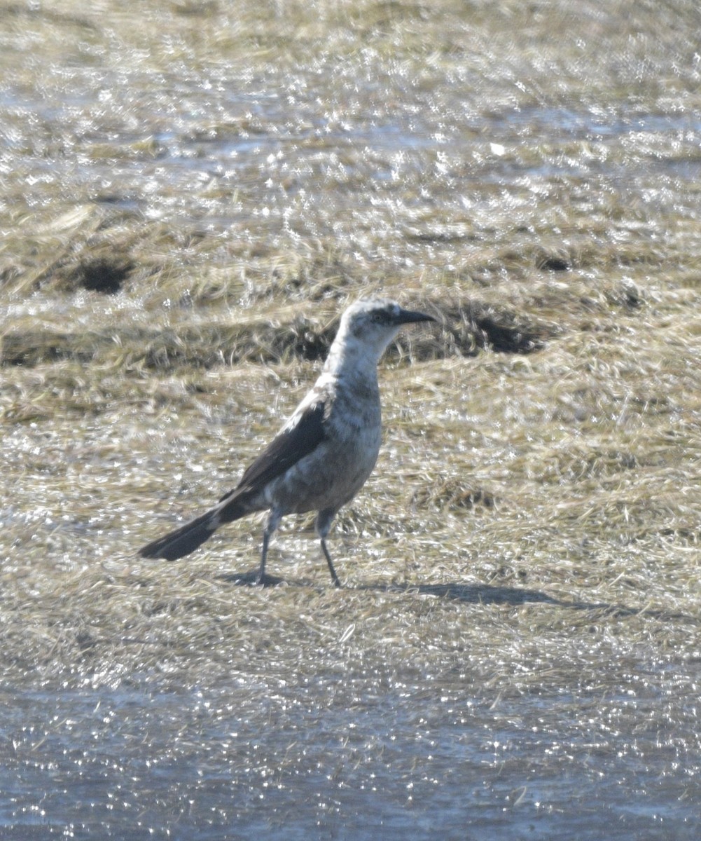 Common Grackle - Kate Rothra Fleming