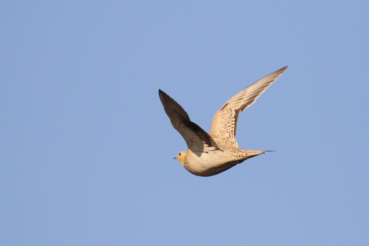 Spotted Sandgrouse - Chris Kehoe