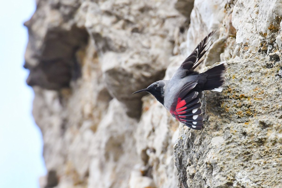 Wallcreeper - ML616471902