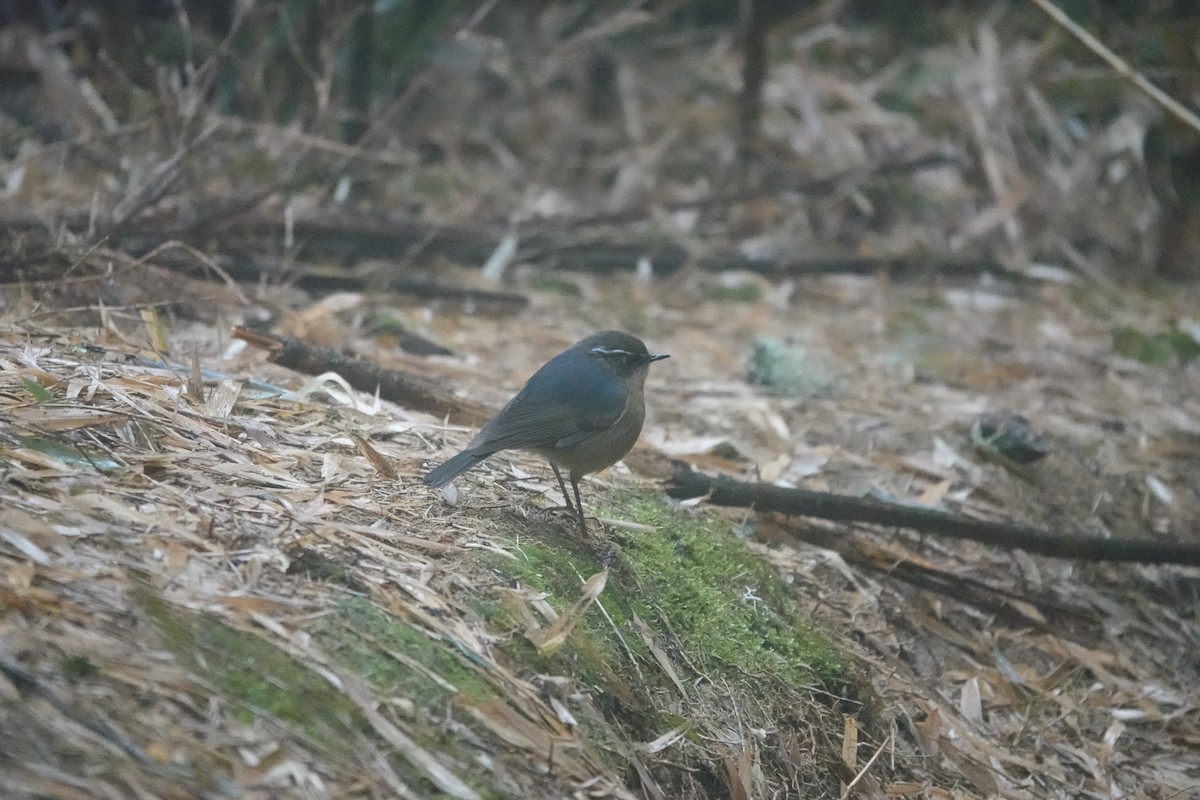 White-browed Bush-Robin - ML616471936