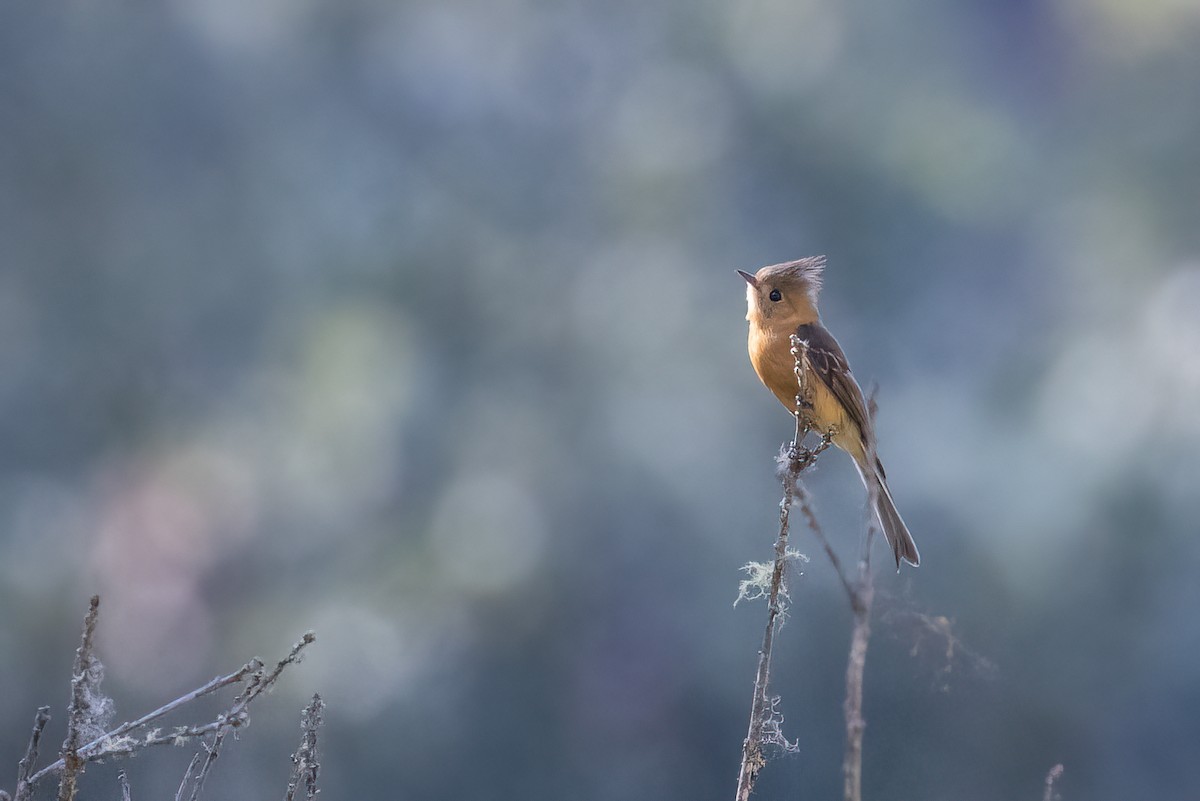 Moucherolle huppé (phaeocercus/tenuirostris) - ML616471961