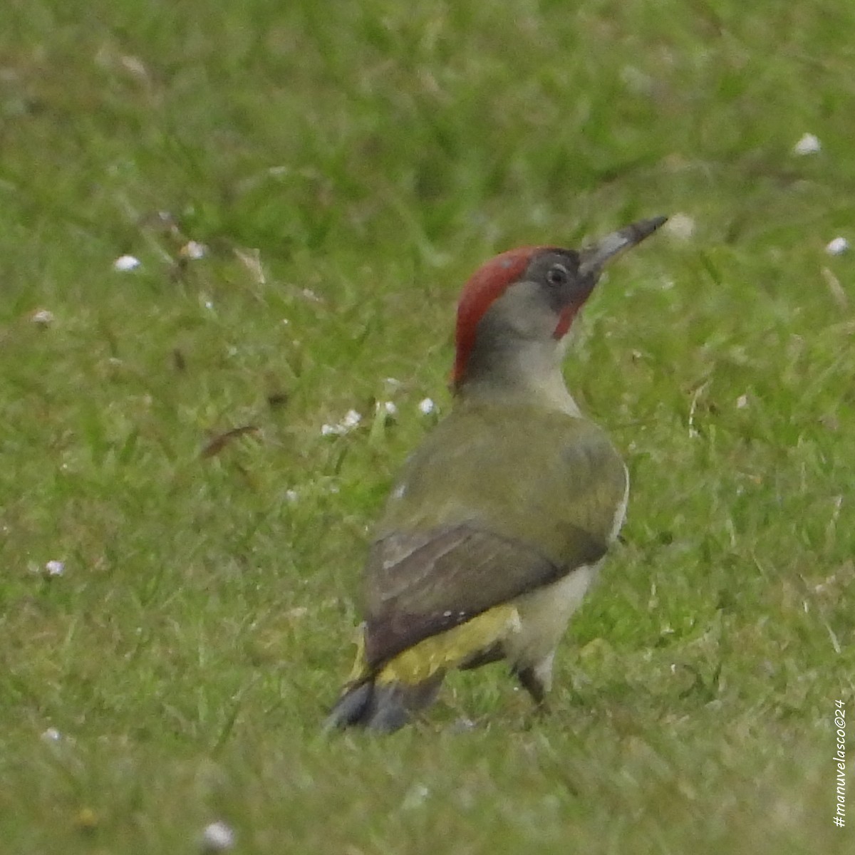 Iberian Green Woodpecker - ML616471989
