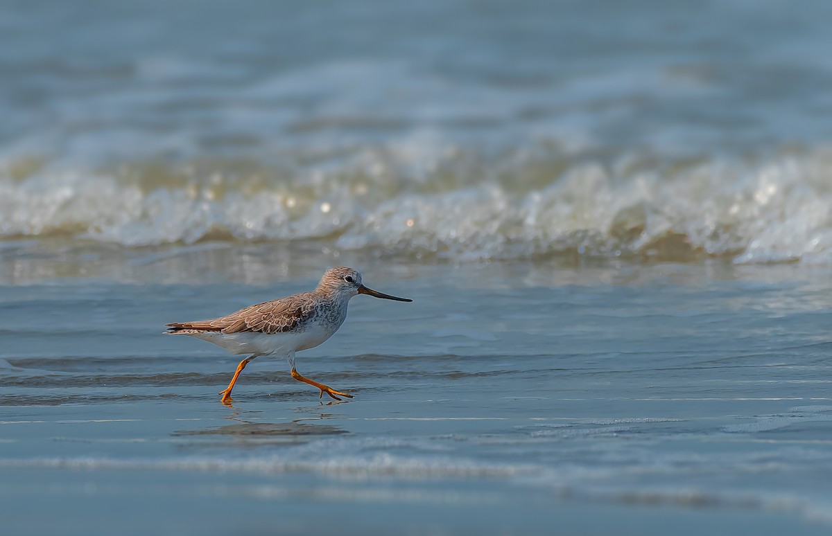 Terek Sandpiper - Rahul Chakraborty