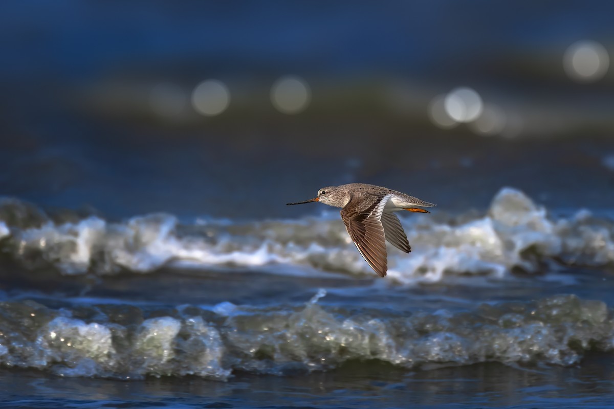 Terek Sandpiper - Rahul Chakraborty