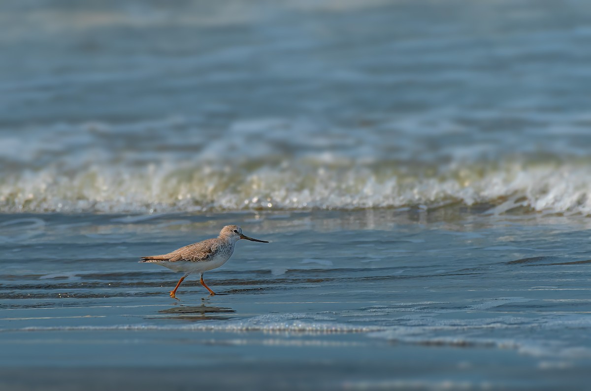 Terek Sandpiper - ML616472015