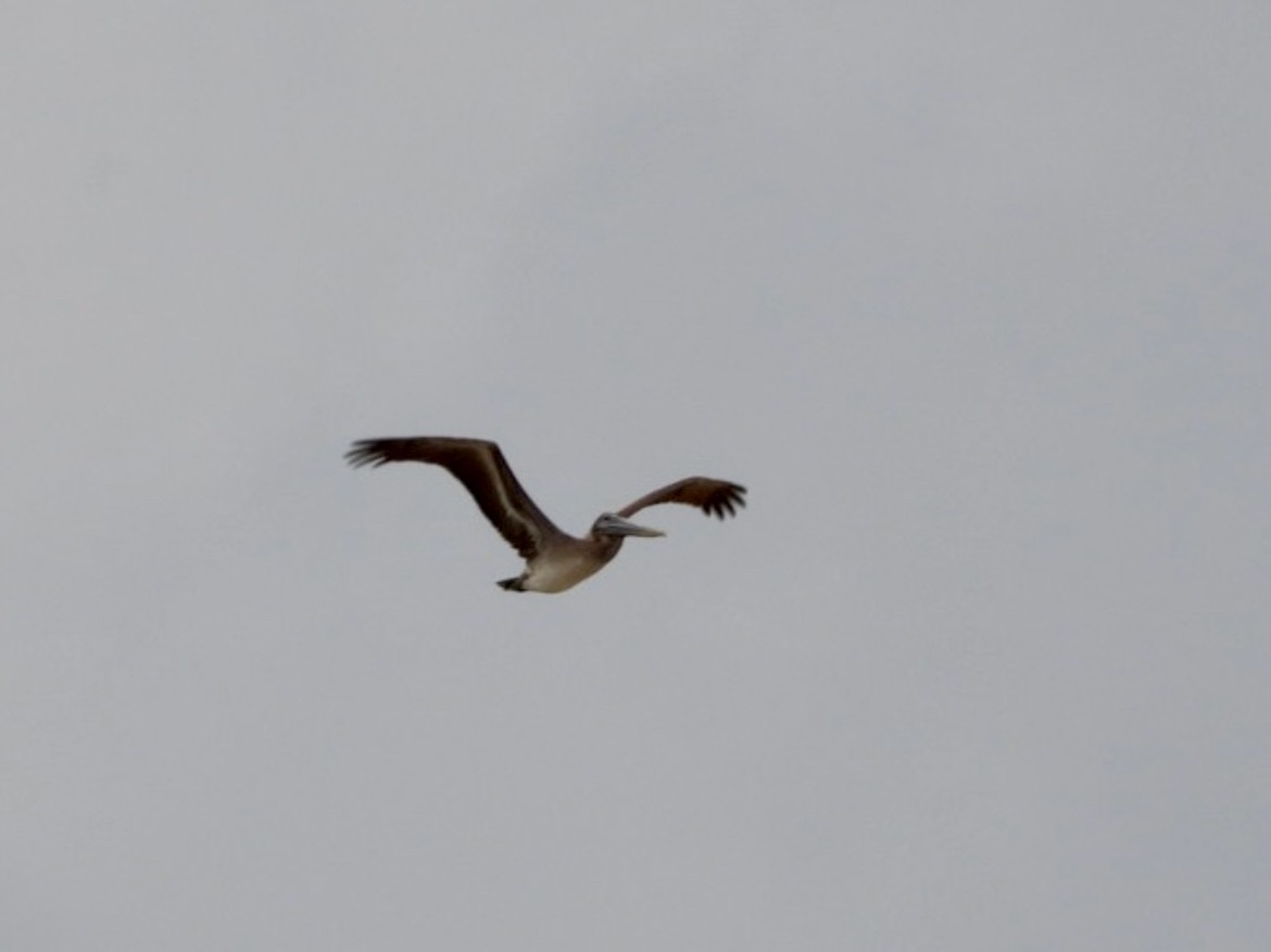 Brown Pelican - ML616472023