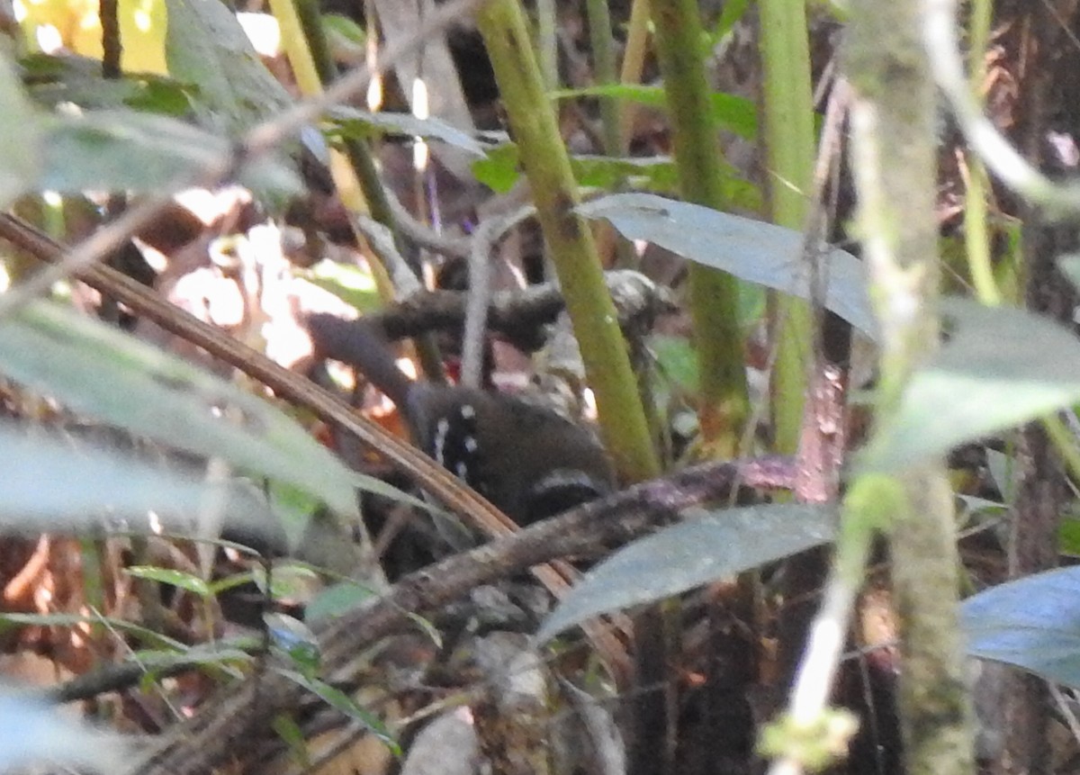 Squamate Antbird - Joseane Derengoski