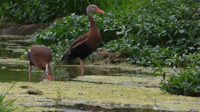 Black-bellied Whistling-Duck - ML616472052