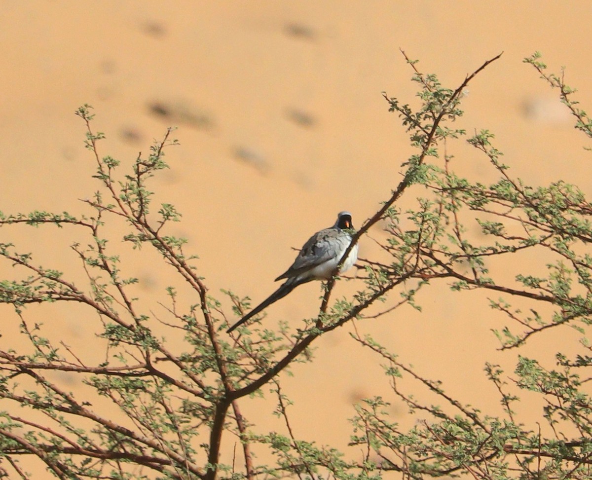 Namaqua Dove - ML616472063