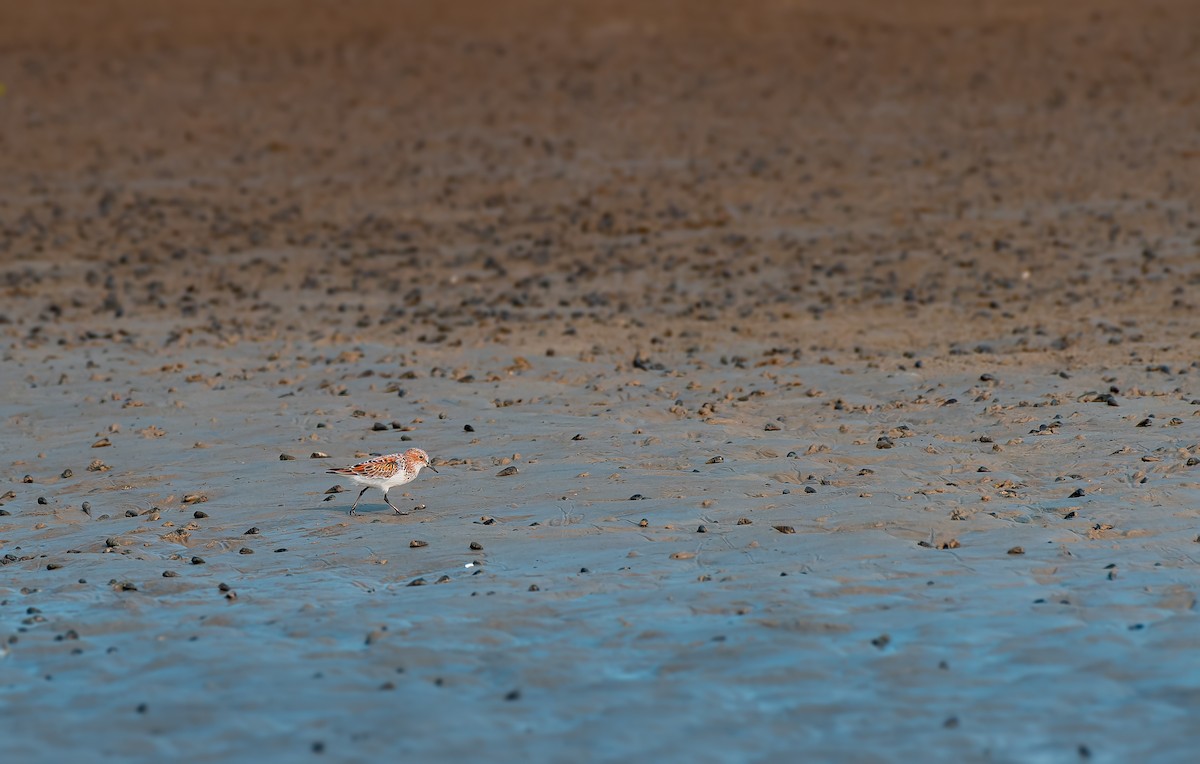 Little Stint - ML616472091