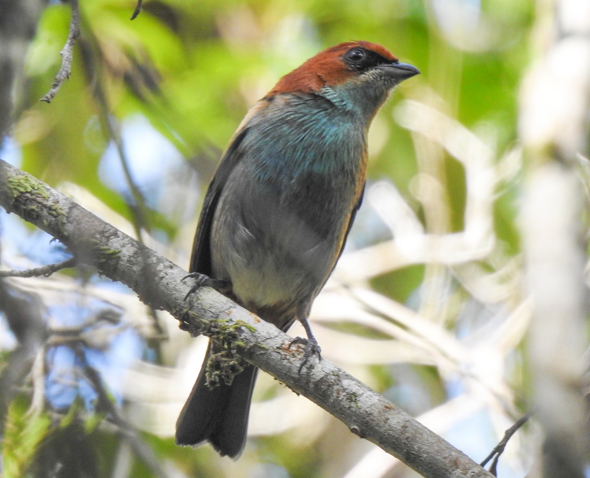 Black-backed Tanager - Joseane Derengoski