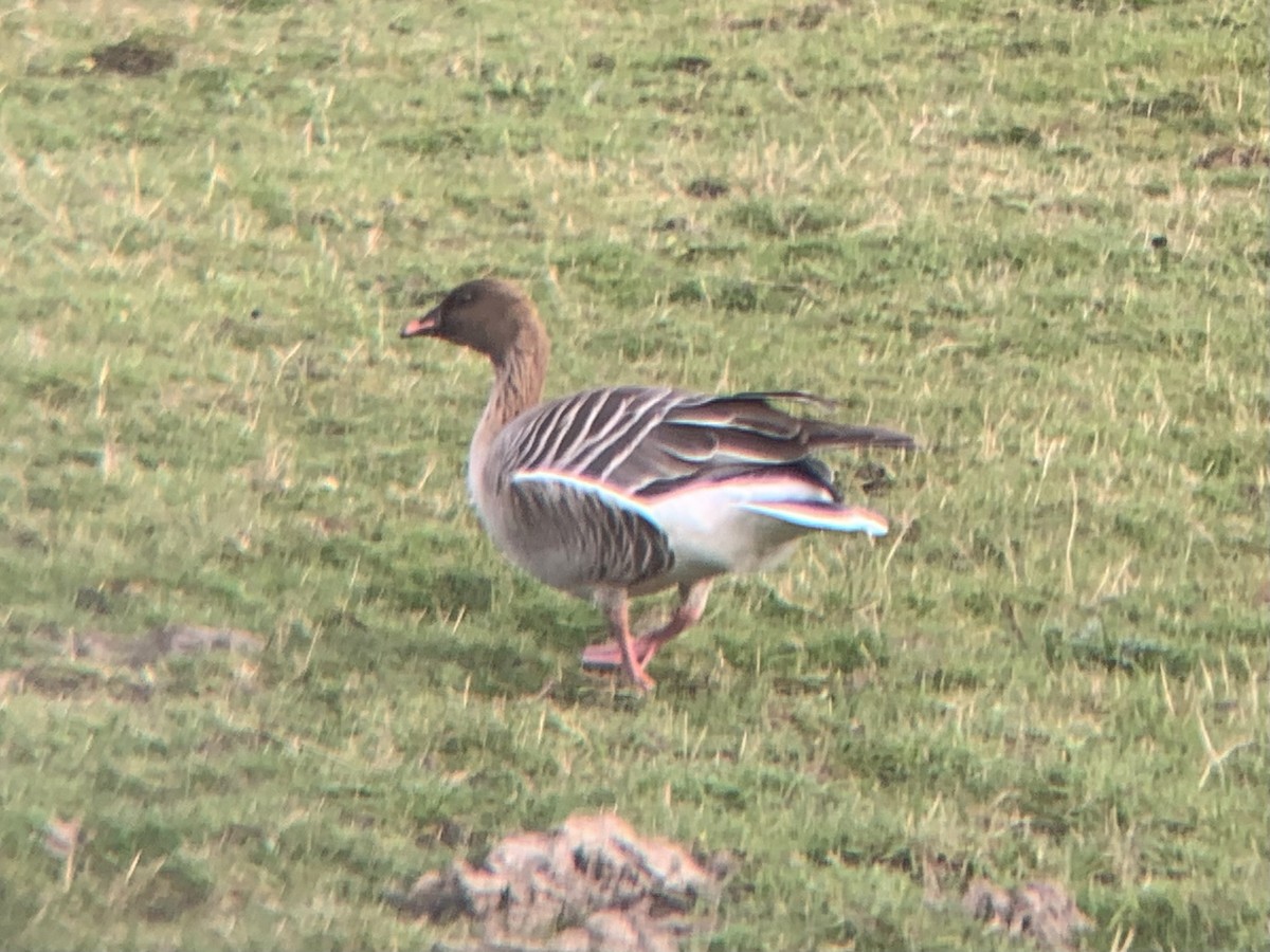 Pink-footed Goose - ML616472112