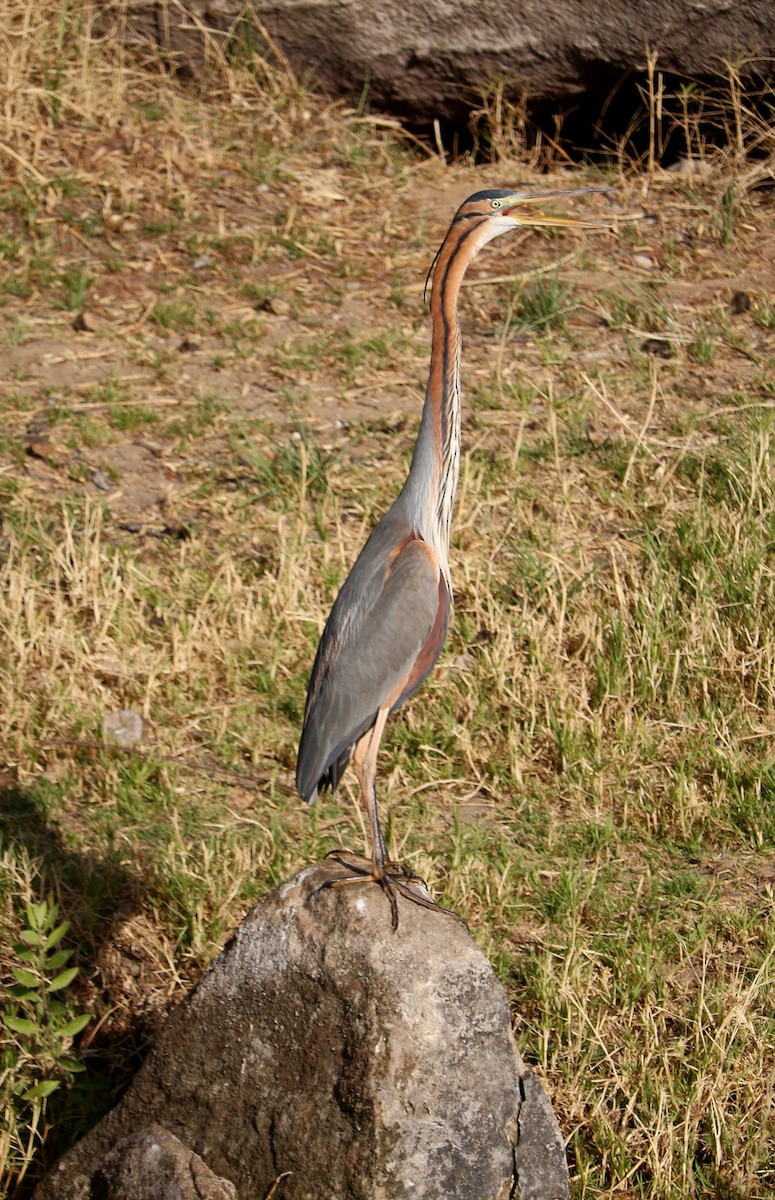 Purple Heron - ML616472115