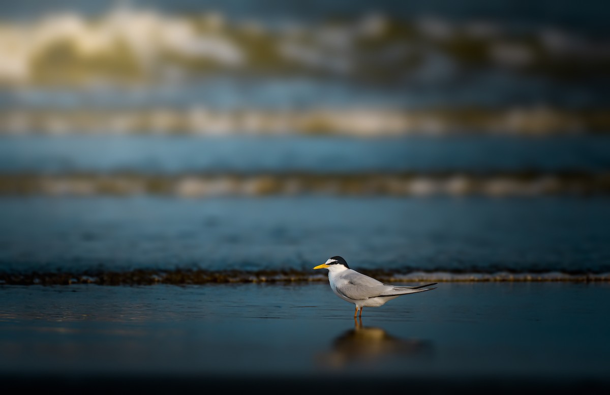 Little Tern - ML616472117