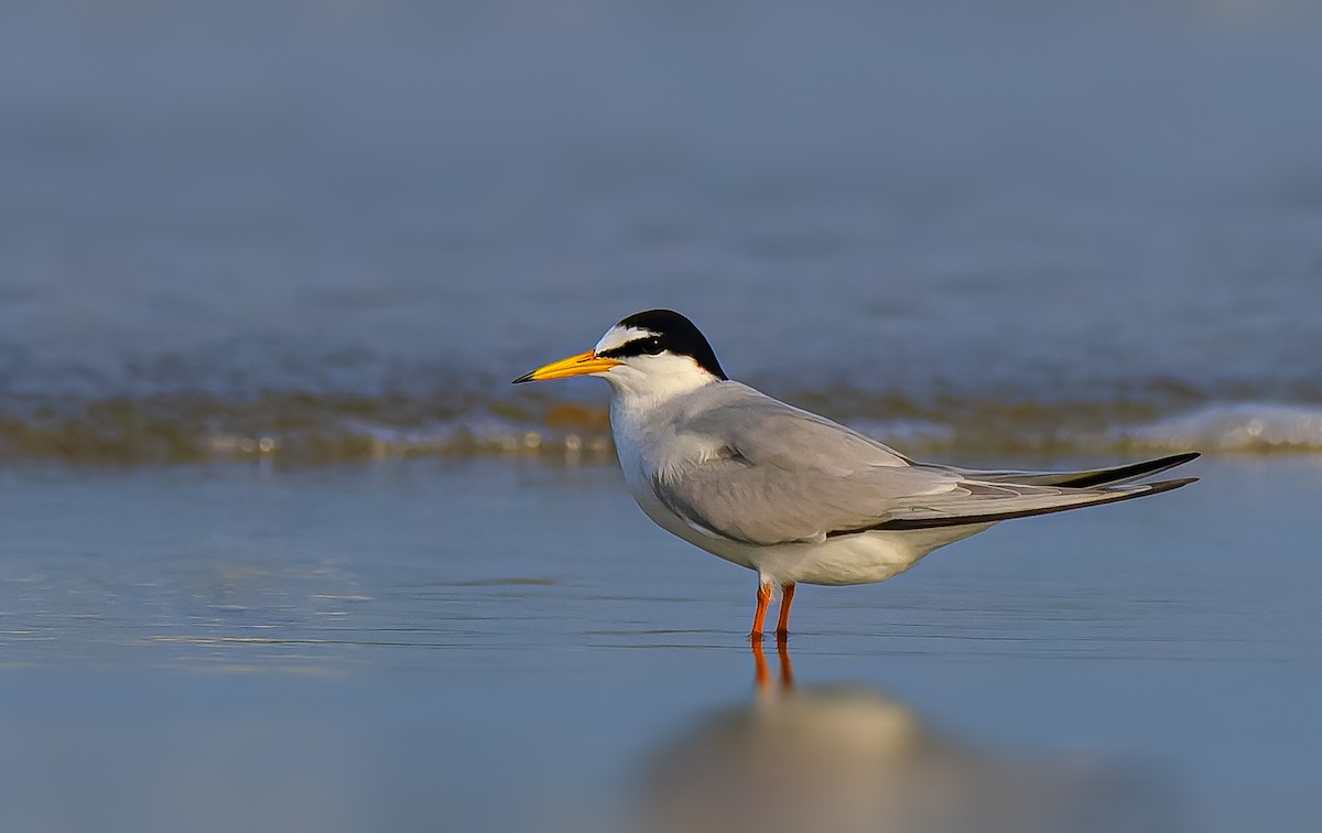 Little Tern - Rahul Chakraborty