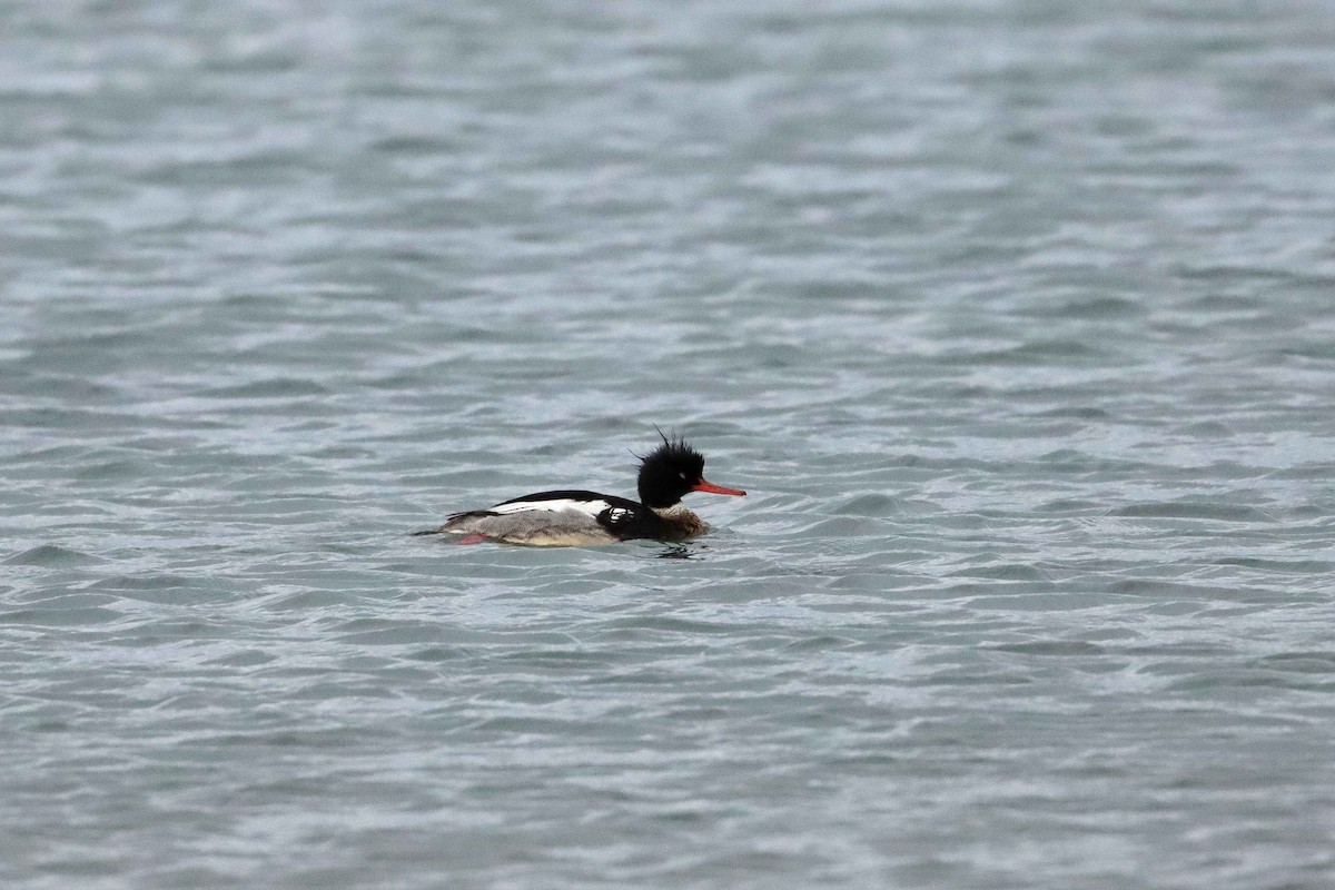 Red-breasted Merganser - ML616472151