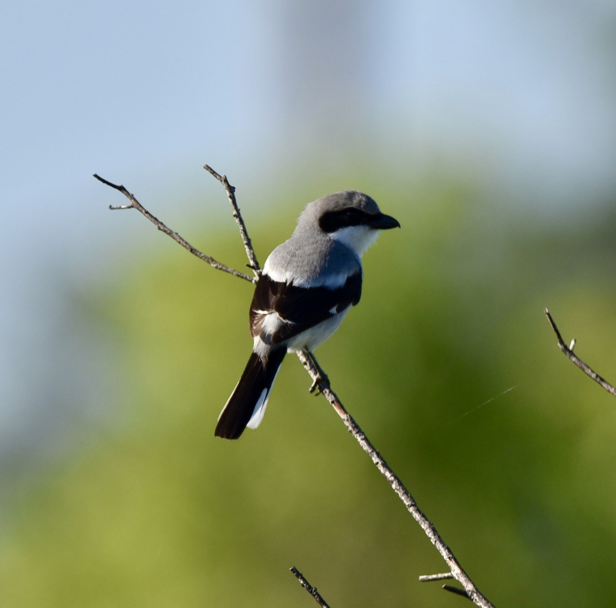 Loggerhead Shrike - ML616472159