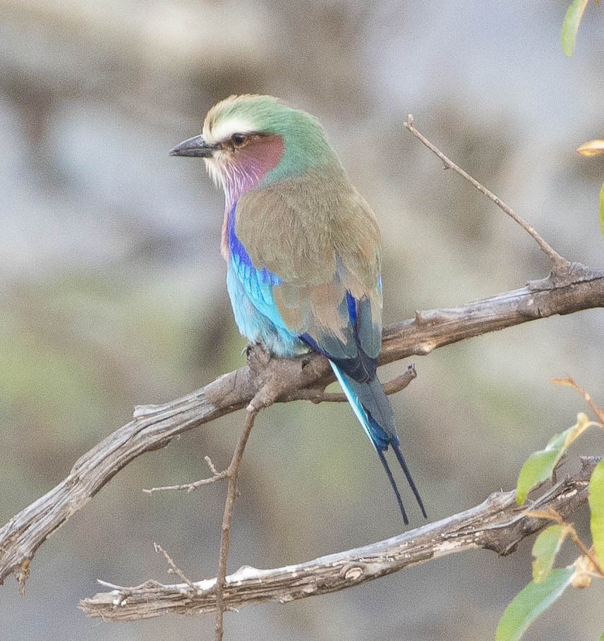 Lilac-breasted Roller - ML616472178