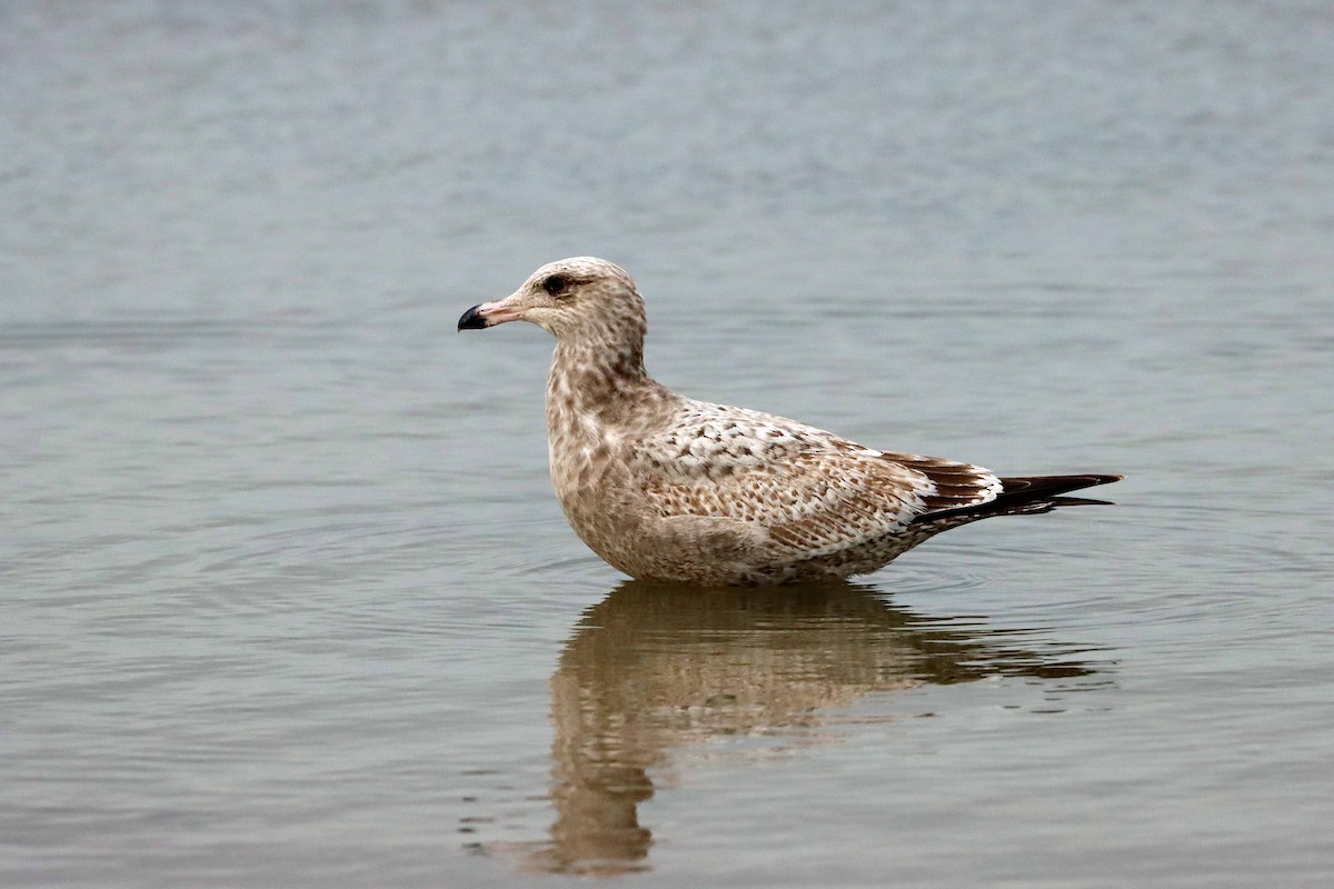 Herring Gull - ML616472181