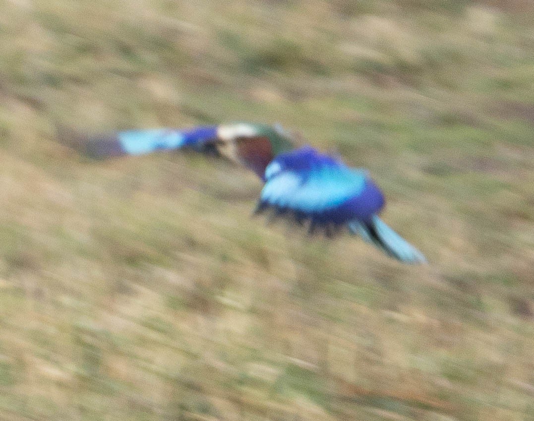 Lilac-breasted Roller - ML616472183