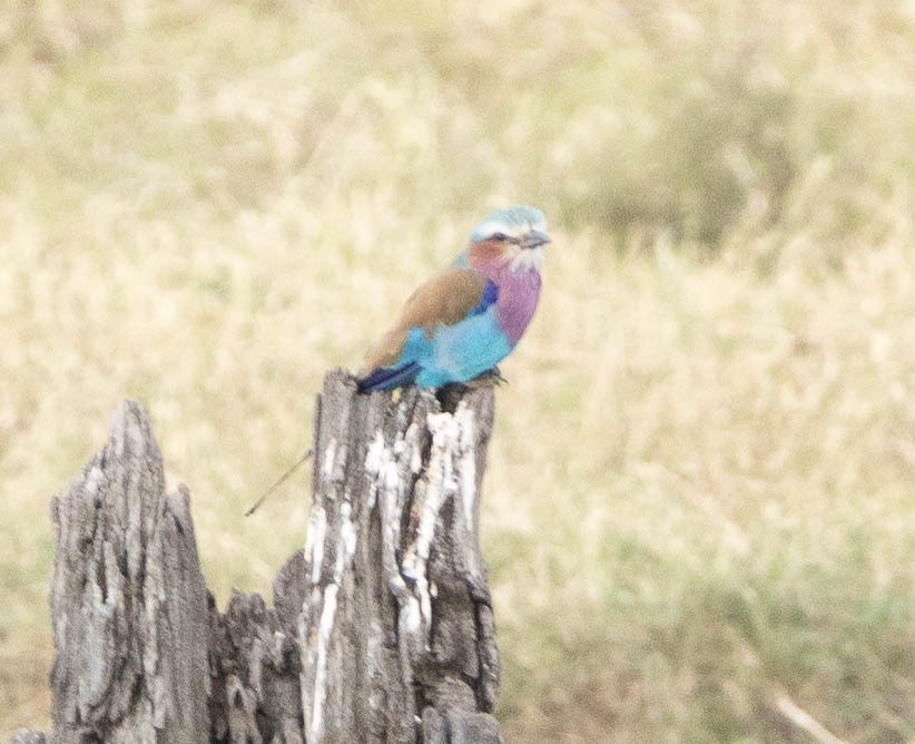 Lilac-breasted Roller - ML616472190