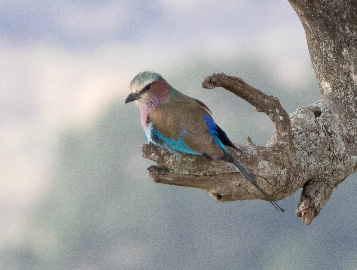 Lilac-breasted Roller - ML616472193