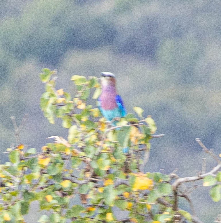 Lilac-breasted Roller - ML616472199
