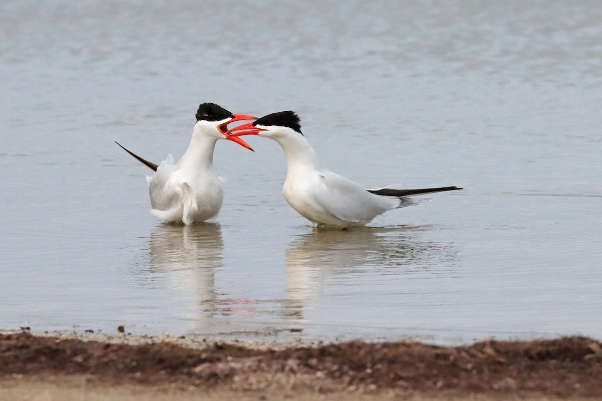 Caspian Tern - Cindy Krasniewicz