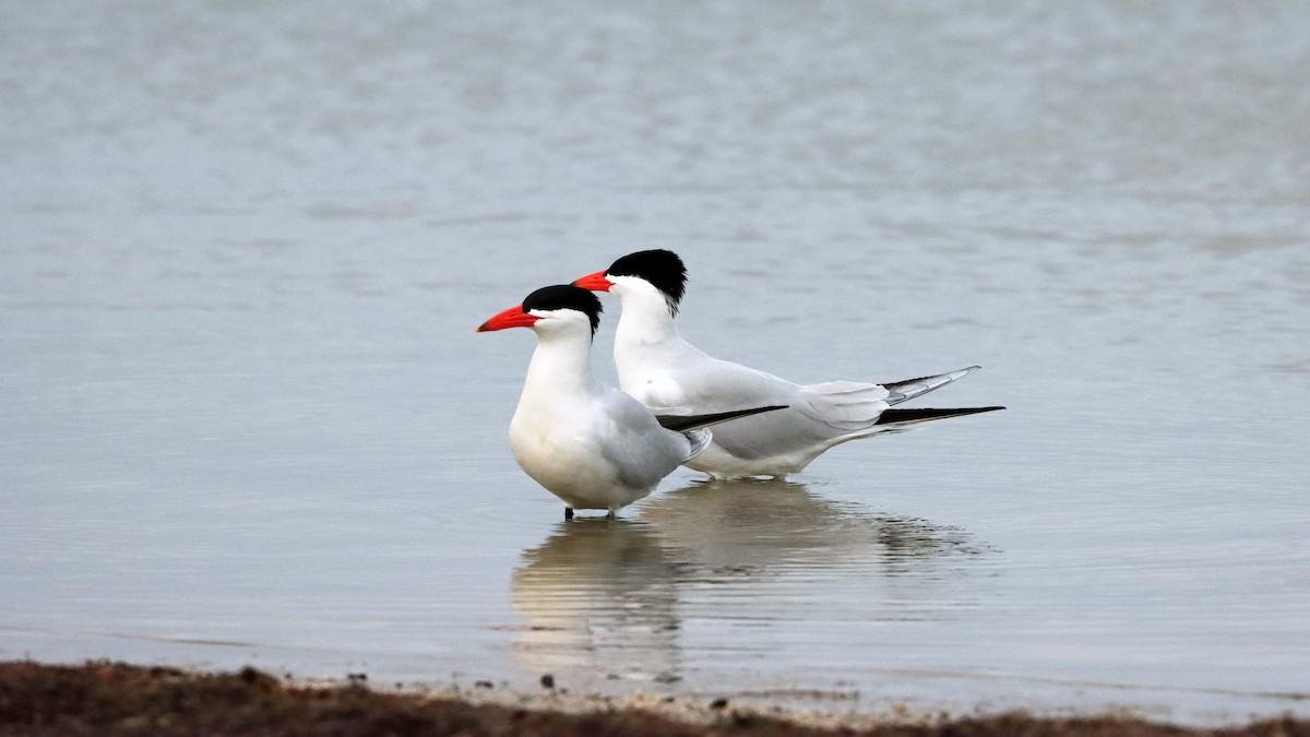 Caspian Tern - ML616472216