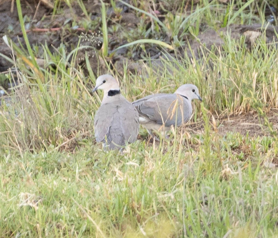 Ring-necked Dove - ML616472220