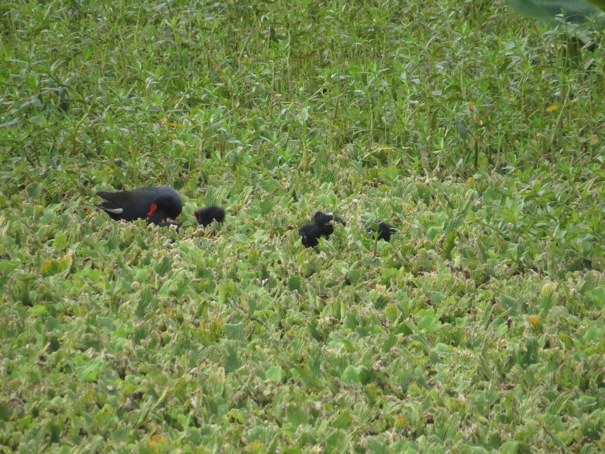 Common Gallinule - ML616472230