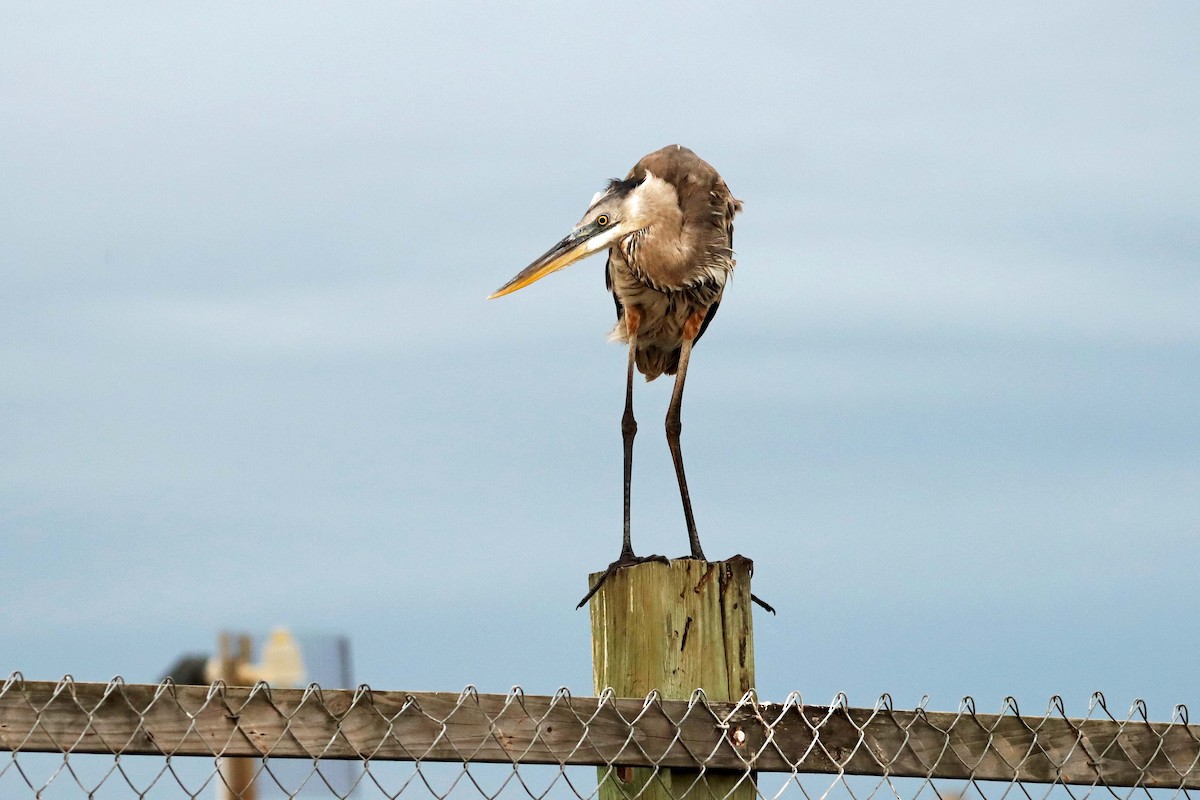 Great Blue Heron - ML616472232