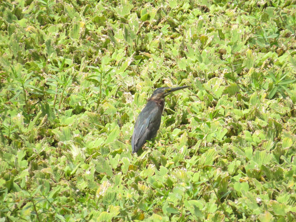 Green Heron - ML616472237