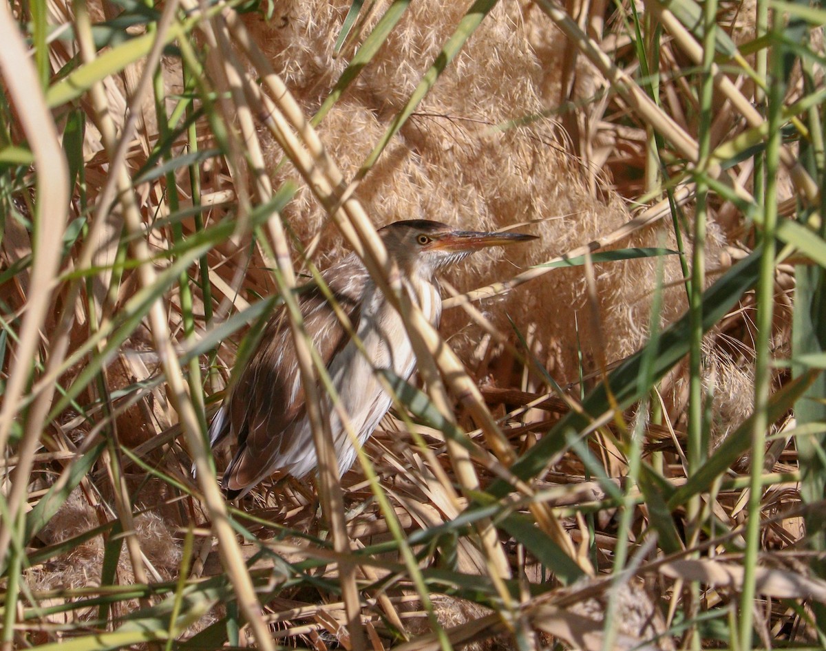 Little Bittern - ML616472267