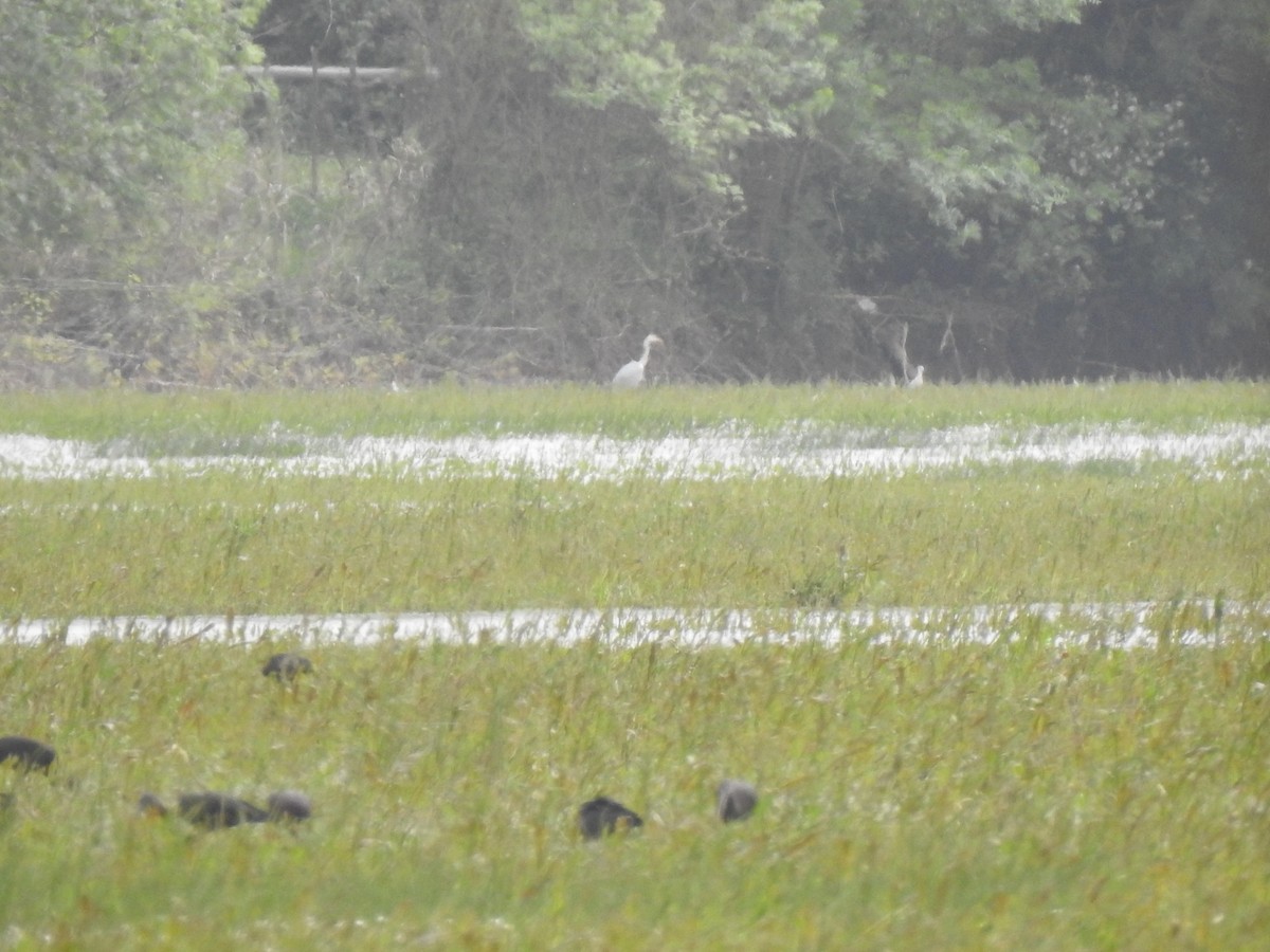 Great Egret - João Tiago Ribeiro