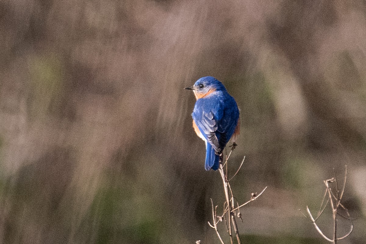 Eastern Bluebird - Doug DeNeve