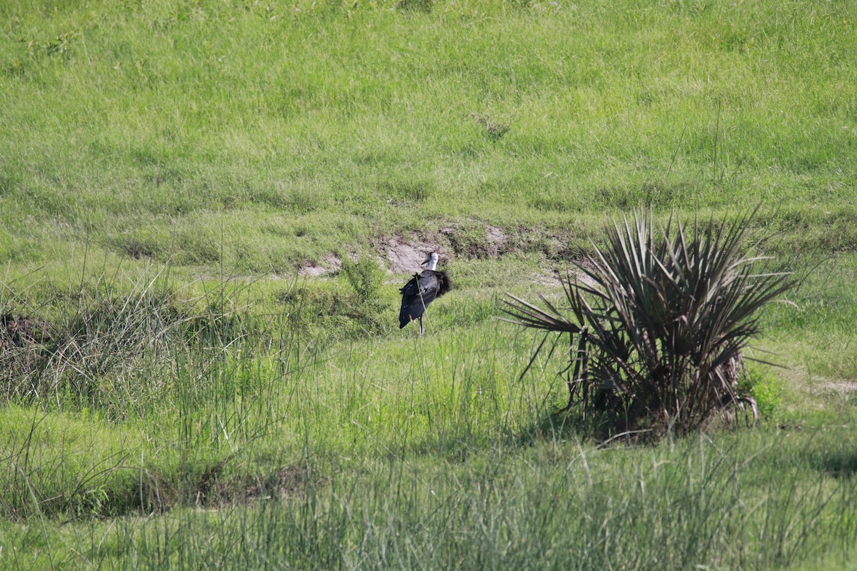 African Woolly-necked Stork - ML616472297