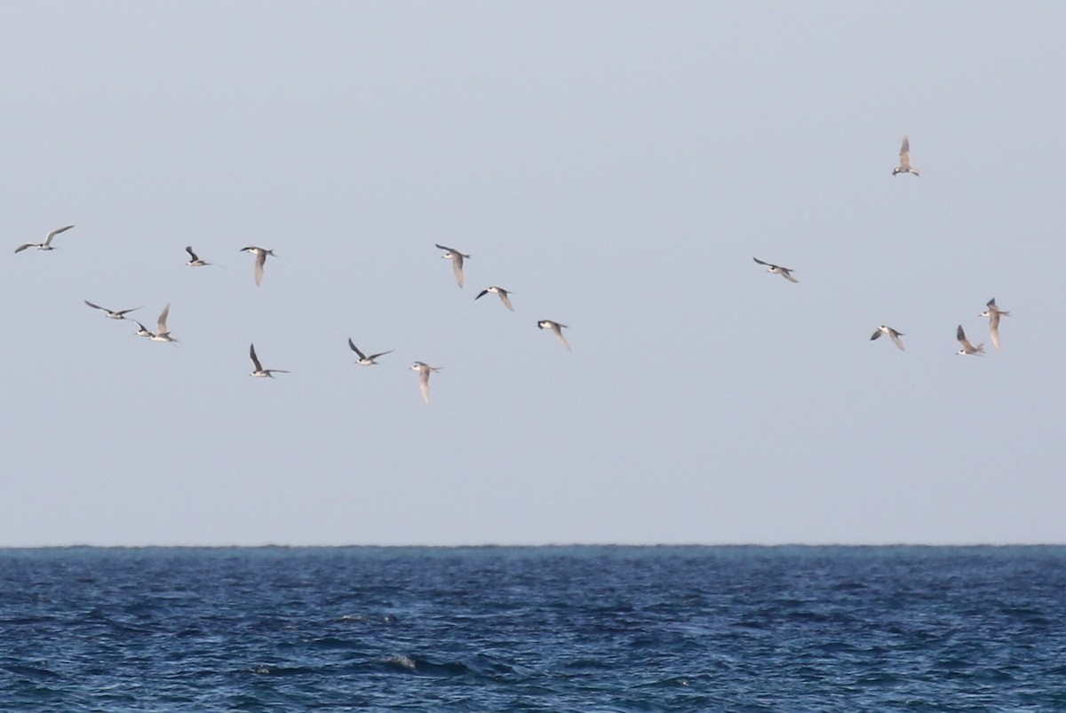 White-cheeked Tern - Chris Kehoe