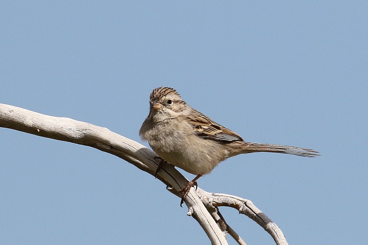 Brewer's Sparrow - ML616472352