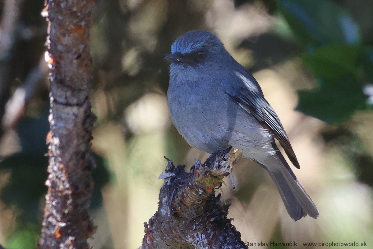 Dull-blue Flycatcher - ML616472377