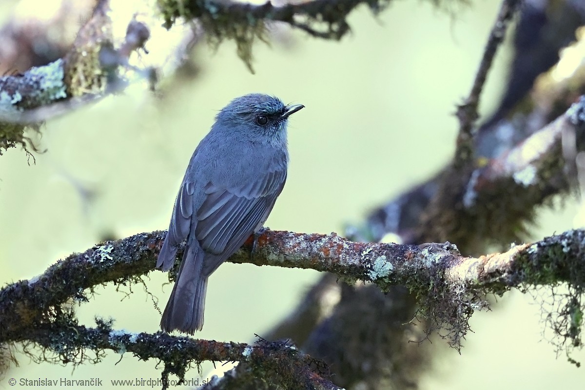 Dull-blue Flycatcher - ML616472378