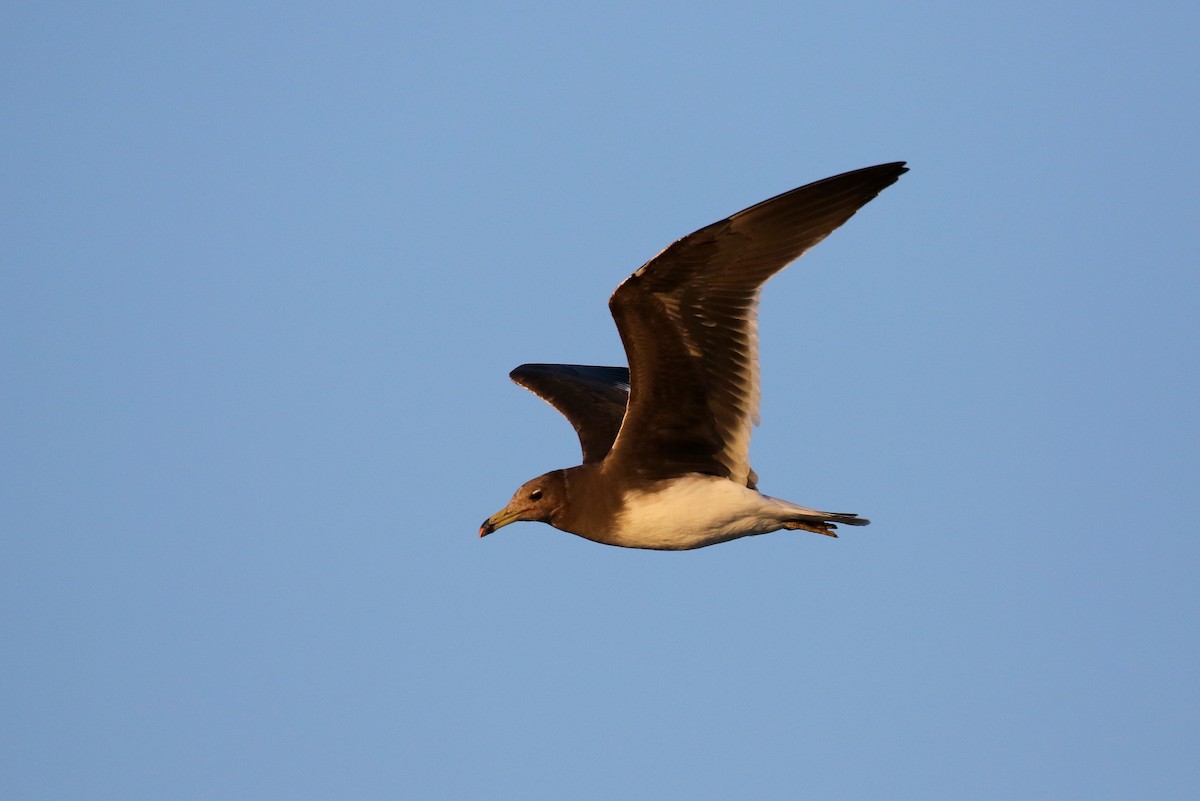 Gaviota Cejiblanca - ML616472490