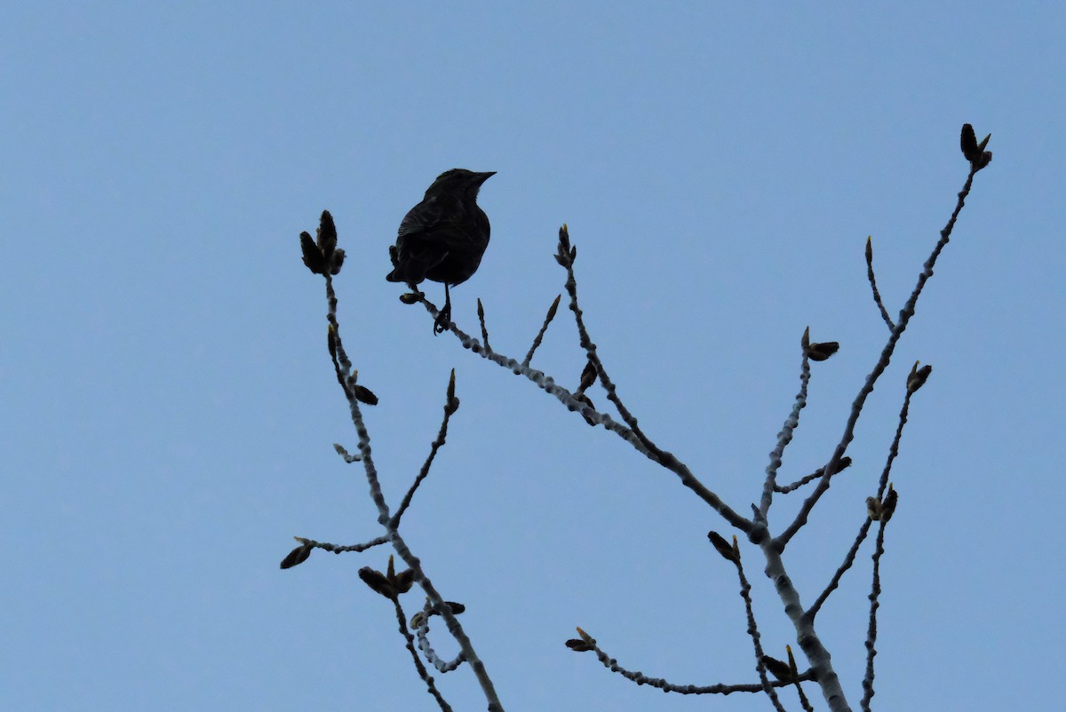 Red-winged Blackbird - Klaus Bielefeldt