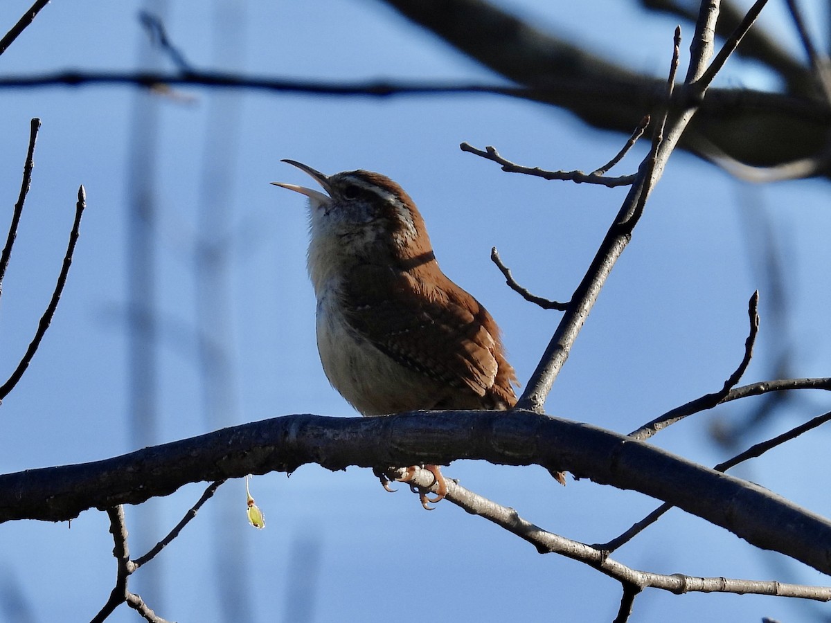 Carolina Wren - ML616472503